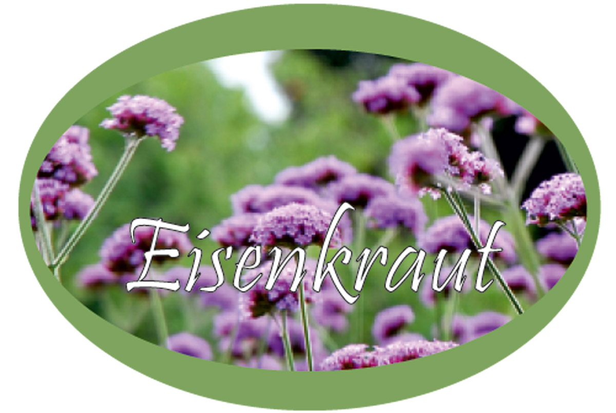 Eisenkraut